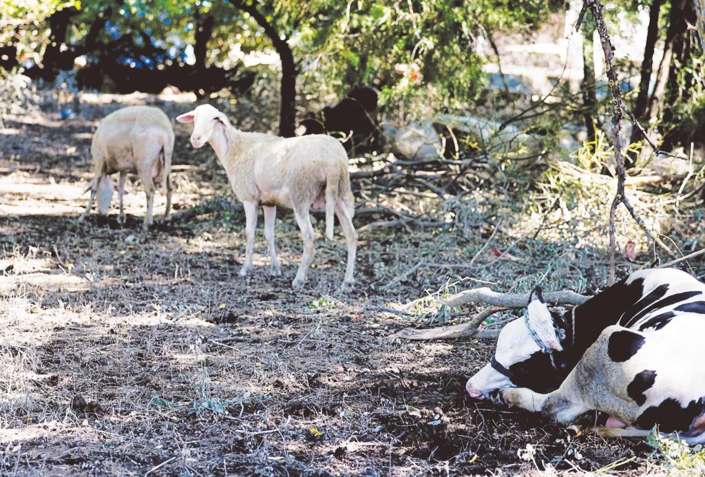 Πώς θα σωθεί η κτηνοτροφία από τις φυσικές καταστροφές;