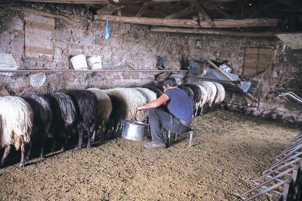 Ο Συνεταιρισμός Καλαβρύτων και τα ζητήματα των κτηνοτρόφων από τον Παύλο Σατολιά στην 13η Zootechnia