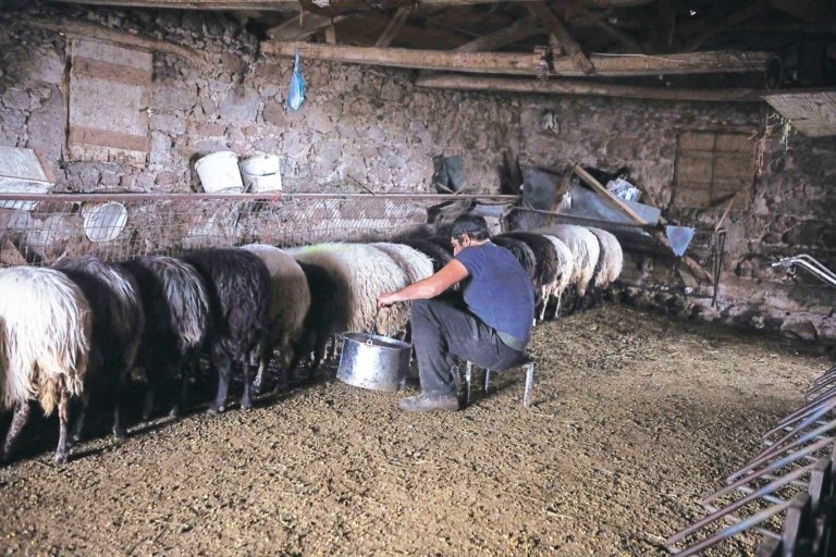 Με δημόσιες σχέσεις δεν αντιμετωπίζονται οι ζωονόσοι