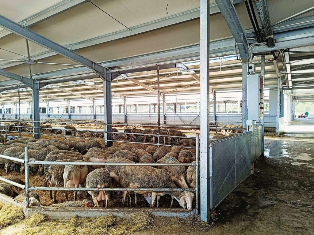 Θανάτωση 700 αιγοπροβάτων σε εκτροφή στην Καρδίτσα προκάλεσε η ευλογιά