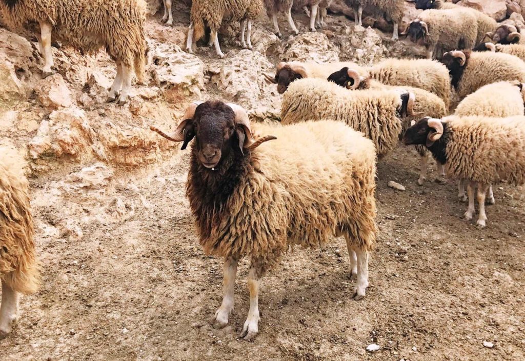 Άφησαν χωρίς συνδεδεμένη κτηνοτρόφους που έχασαν ζωικό κεφάλαιο λόγω ευλογιάς