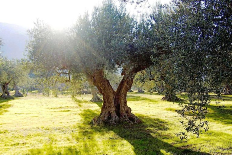 Η Κομισιόν θέλει να μειώσει τα όρια υπολειμμάτων