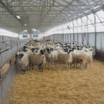 Ευλογιά: Νέα κρούσματα και θανατώσεις κοπαδιών στην Πρέβεζα