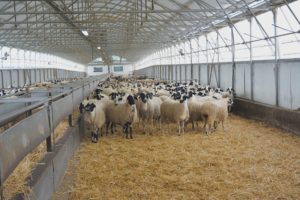 Ευλογιά: Νέα κρούσματα και θανατώσεις κοπαδιών στην Πρέβεζα