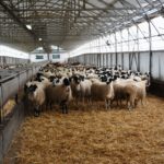 Καστοριά: Επιβεβαιώθηκε κρούσμα ευλογιάς αιγοπροβάτων στη Γέρμα