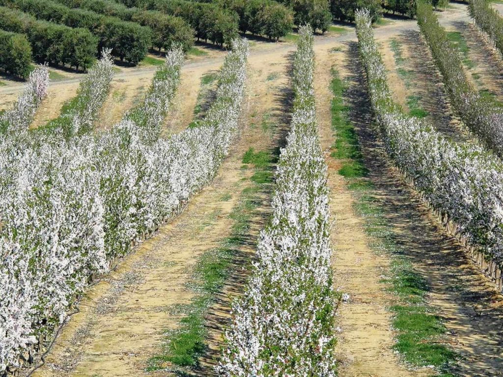 Το ΥΠΑΑΤ αφήνει ανοιχτό το ενδεχόμενο αποζημίωσης αμυγδαλοπαραγωγών από το Μέτρο 23