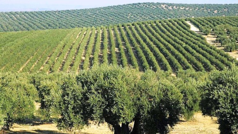 Το άζωτο κλειδί για την ανάπτυξη της ελιάς