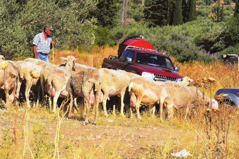 ΑΜΘ: Σε απόγνωση με τη μηδική οι κτηνοτρόφοι - Μετά την ευλογιά ήρθε η ασιτία (vid)