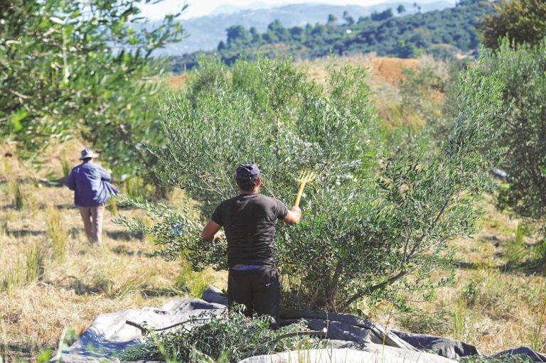 Πρόταση-πρόσκληση στους φοιτητές για το μάζεμα ελιάς