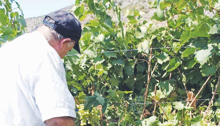 Ακραίο μέτρο η εκρίζωση των αμπελιών
