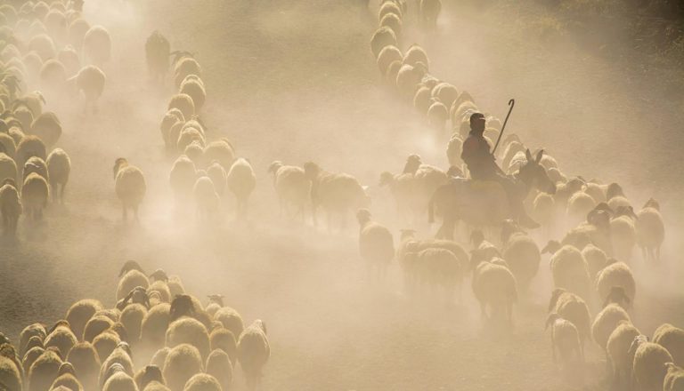 Δεν θέλουν να σφάζουν τα ζώα και ζητούν να εμβολιαστούν