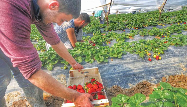 Φράουλα: Από ρεκόρ σε ρεκόρ οι εξαγωγές