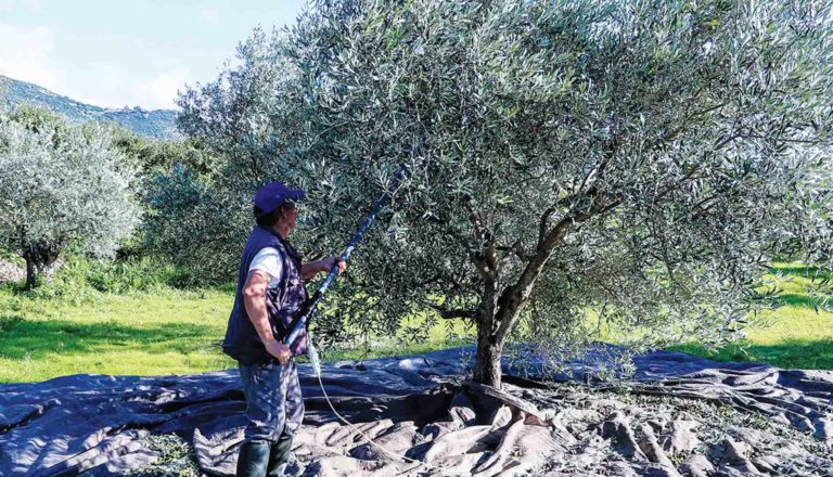 Λιγότερο το λάδι, «τσιμπημένη» η τιμή του