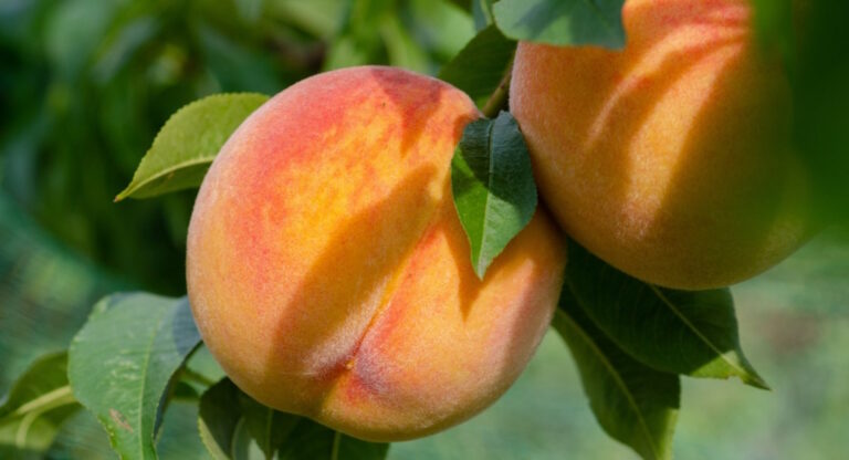 Σύνδεσμος Incofruit Hellas: Αυτή είναι η πορεία των εξαγωγών νωπών οπωροκηπευτικών