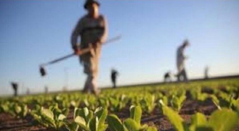 ΕΕ: Κατά 1,6% αυξήθηκε η παραγωγικότητα της αγροτικής εργασίας
