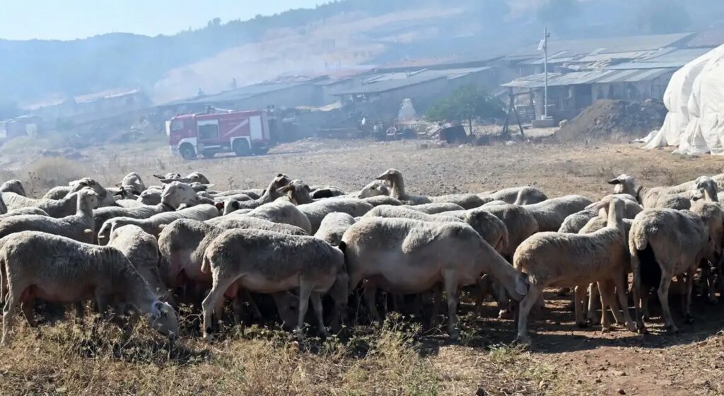 Αγροτοκτηνοτροφικός Σύλλογος Μαντουδίου - Λίμνης - Αγ. Άννας: Ανακοίνωση για την ευλογιά των προβάτων