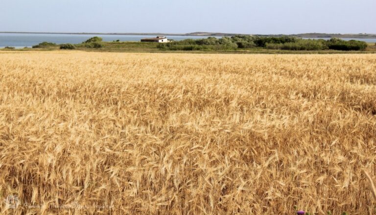 Σιτηρά: Ευφυής λίπανση με το Έργο «Γεωργία με Ευφυΐα»