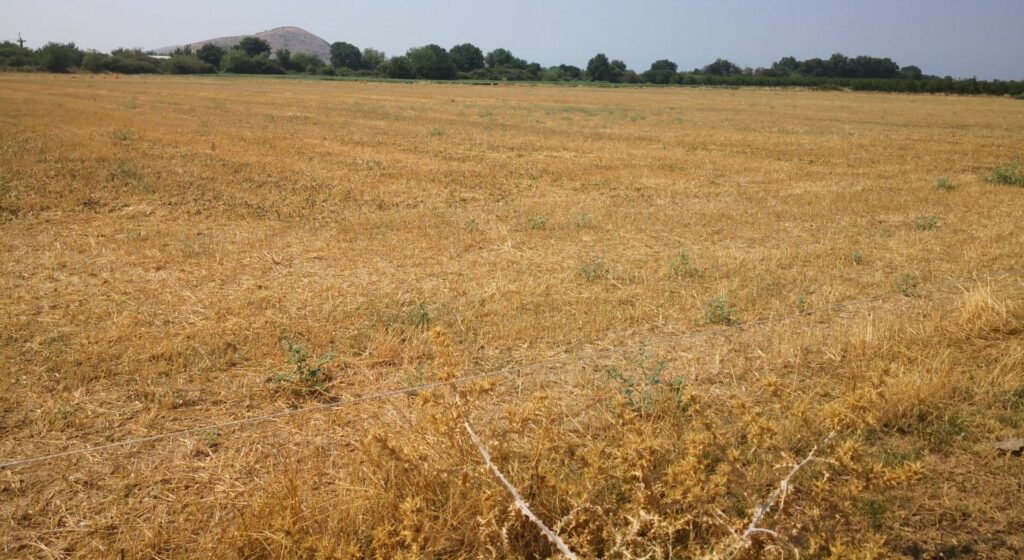 Ελαιοπαραγωγοί: Μετά την ολοκλήρωση της συγκομιδής οι αποζημιώσεις λόγω ξηρασίας (vid)