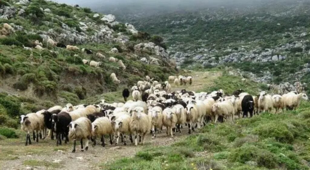 Ευλογιά: Νέα μέτρα για τις μετακινήσεις των ζώων