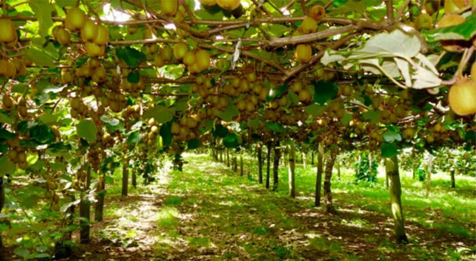 ΑΚΤΙΝΙΔΙΟ agro