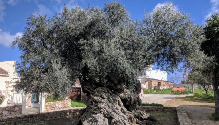 Κρήτη: Στις Βούβες Χανίων βρέθηκε η αρχαιότερη ελιά του κόσμου - Δίνει καρπούς έπειτα από 4000 χρόνια (pic)