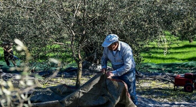 Φθιώτιδα: Το λάδι χρυσάφι στο ράφι, ψίχουλα στον παραγωγό - Από 4.80 € εκτοξεύεται ως τα 15€
