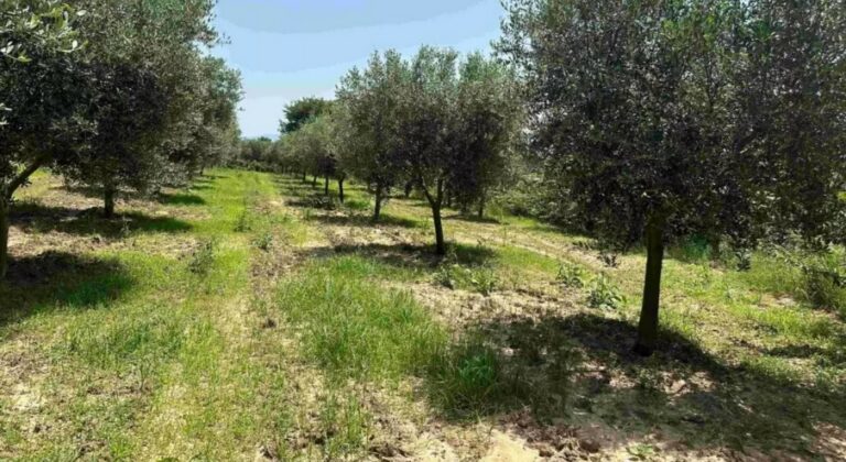 Η σημασία της χλωρής κάλυψης στον ελαιώνα