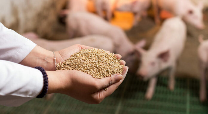 Veterinarian,Holding,Dry,Food,In,Granules,In,Hands,And,Offering