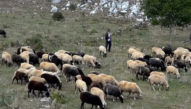 Κρήτη: Έκτακτη γενική συνέλευση των κτηνοτρόφων ανήμερα των Θεοφανίων 6/1