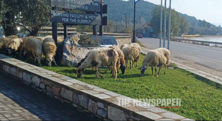 Αναστάτωση στον δρόμο Βόλου – Νεοχωρίου: Πρόβατα ξέφυγαν από τον τσοπάνη και κατέκλυσαν το οδικό δίκτυο