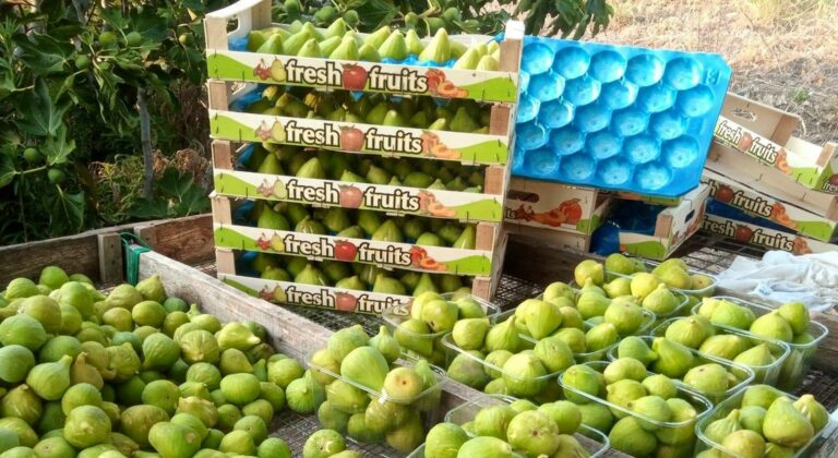 Στήριξη ζητούν συκοπαραγωγοί της Εύβοιας