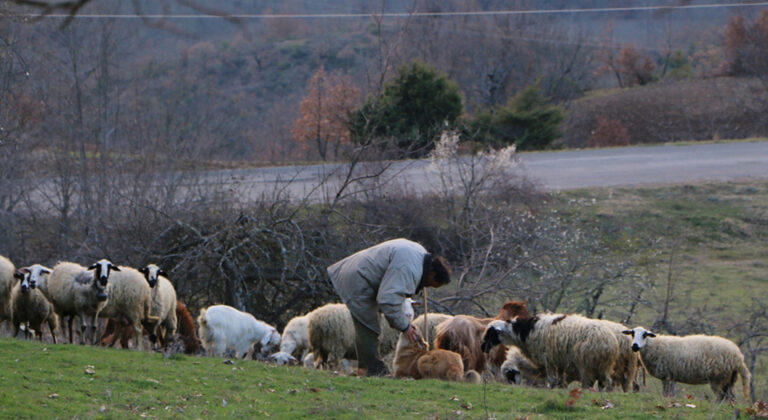 Θεσσαλοί κτηνοτρόφοι ετοιμάζουν ομαδικές αγωγές κατά Τσιάρα και Κέλλα