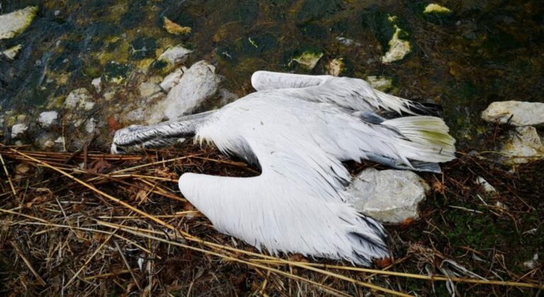 Καραντίνα για τα πουλερικά στη Φλώρινα λόγω εμφάνισης κρουσμάτων γρίπης σε Αργυροπελεκάνους