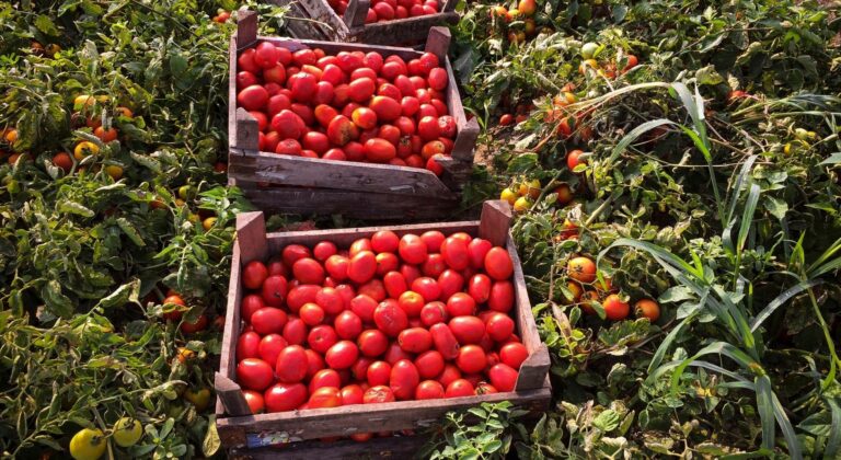 Σε τελωνειακούς δασμούς 21% στις τομάτες από το Μεξικό θα προχωρήσουν οι ΗΠΑ