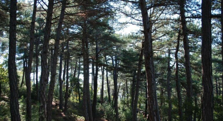 Ζωντανεύει το δάσος της Δαδιάς