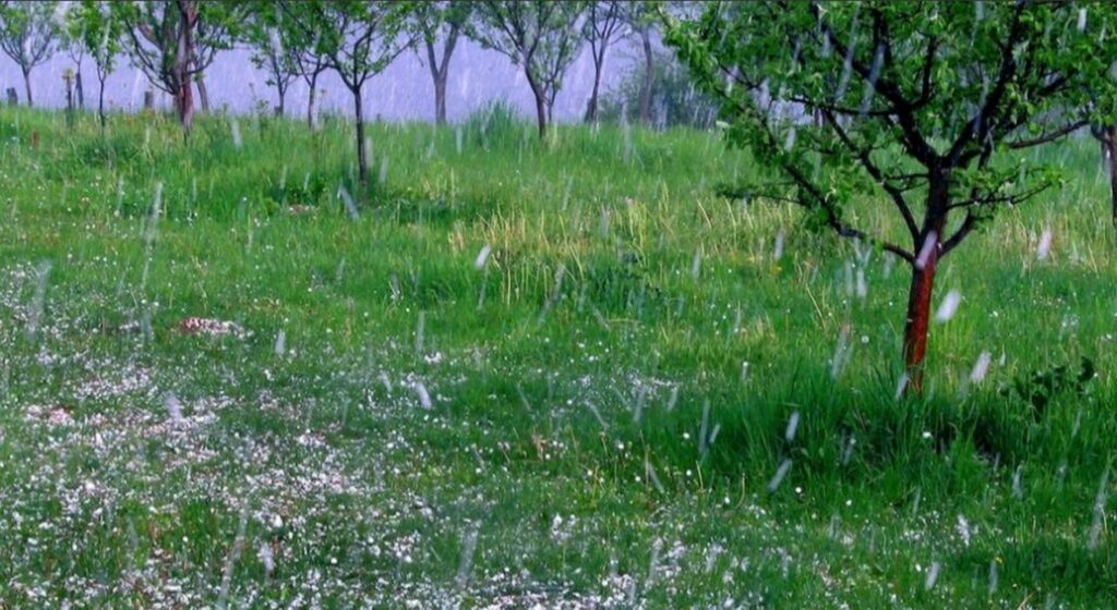 Καλαματιανός στη Βουλή: «Να αποζημιωθούν οι πληγέντες παραγωγοί από τις έντονες βροχοπτώσεις και το χαλάζι»