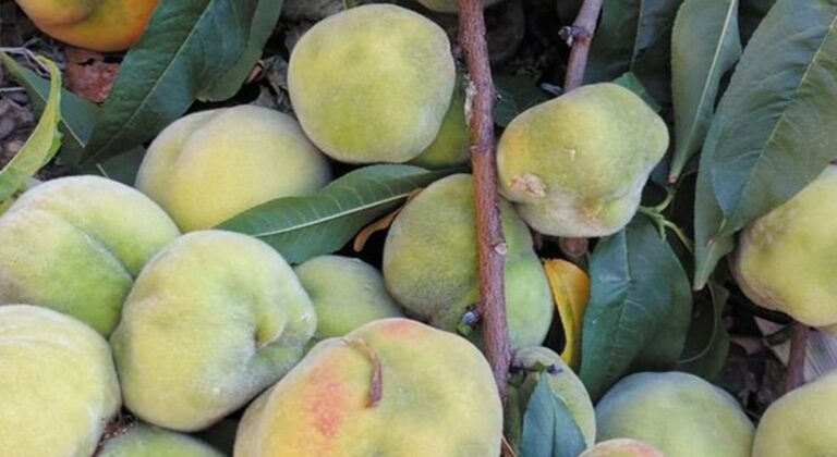 Με μεγάλη καθυστέρηση μπήκαν οι υπογραφές για τα παραμορφωμένα πυρηνόκαρπα - Έρχονται πληρωμές με 200€ το στέμμα