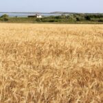 Σιτηρά: Με κόστος 26 λεπτά η τιμή παραγωγού φτάνει έως και 20 λεπτά το ανώτερο
