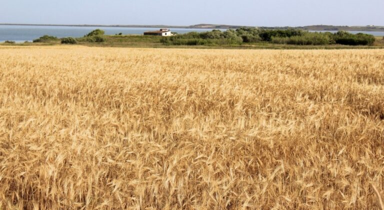 Στην Ινδία το σιτάρι κινδυνεύει από τη μεγάλη ζέστη που έρχεται τον Μάρτιο του 2025