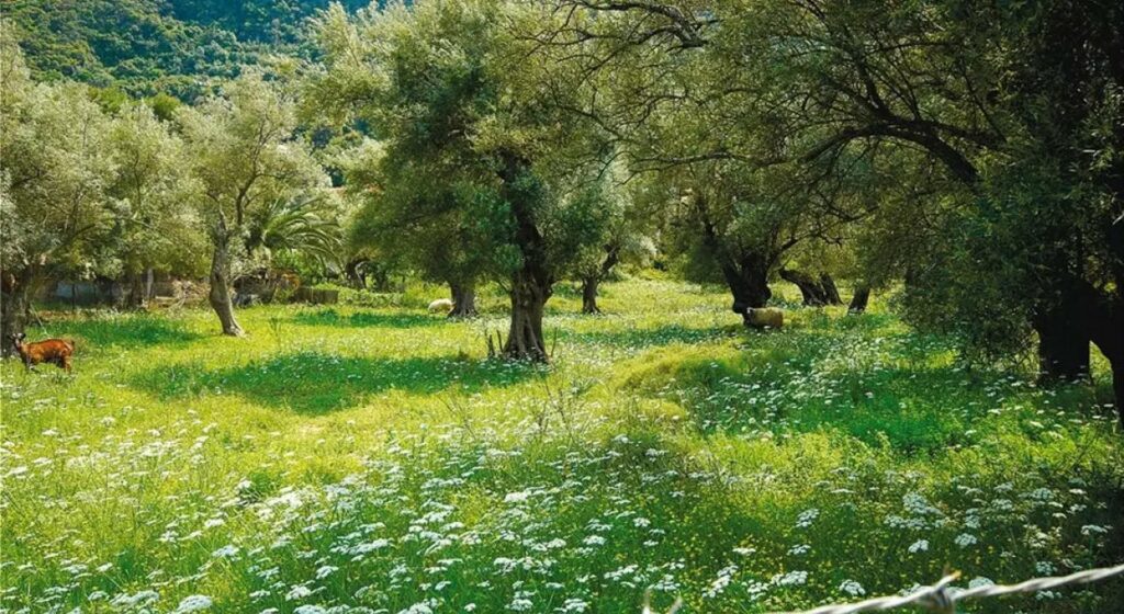 Η χλοοκάλυψη είναι μια... «επανάσταση» στην ελαιοκομία