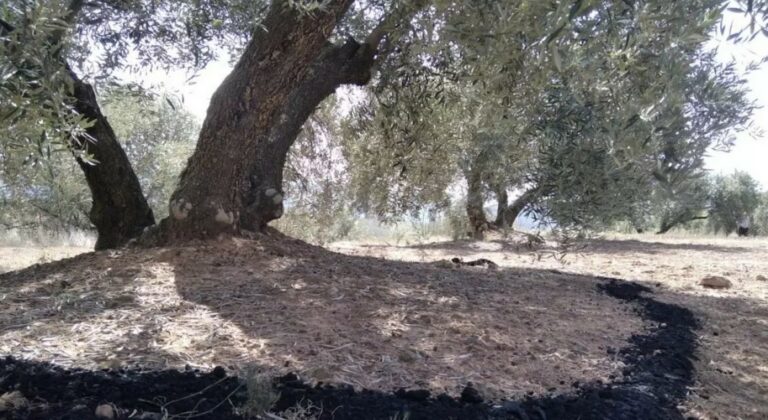 Το βιοκάρβουνο αυξάνει την παραγωγή των ελαιόδεντρων από 7% έως 24%