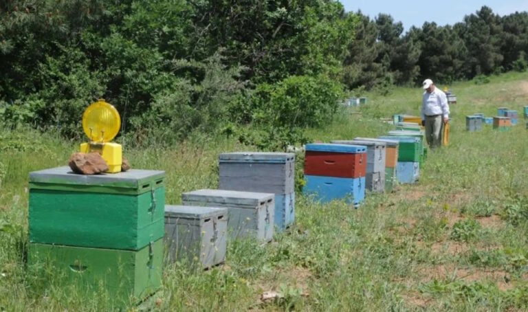Έβρεξε πρόστιμα στη Χαλκιδική για… τις κυψέλες - "Πόλεμος" μελισσοκόμων και Δασαρχείου