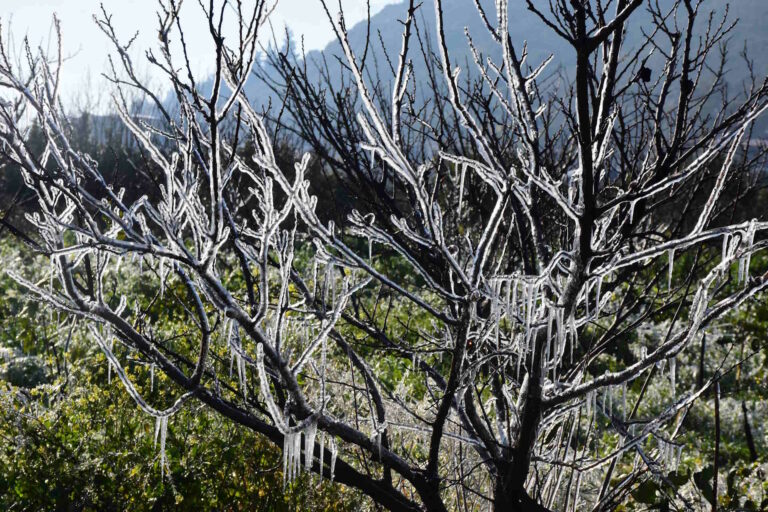 Δύο νύχτες με παγετό προκάλεσαν σοβαρές ζημιές στις καλλιέργειες - Τα ακτινίδια ή τα βερίκοκα έπαθαν σοκ