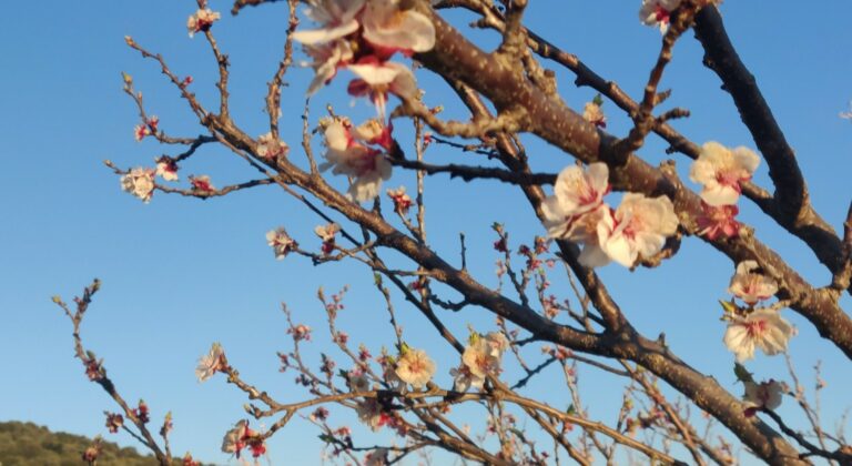 Πέλλα: Ξήρανση βεργών σε δενδροκαλλιέργειες - Καταγραφή ζημίας και παρέμβαση συζητούν οι καλλιεργητές