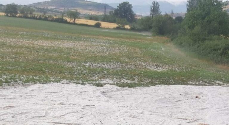 Ισχυρή χαλαζόπτωση στη Λειβαδιά - Καταστροφή για το νεόφυτο τριφύλλι, απειλούνται και τα δημητριακά