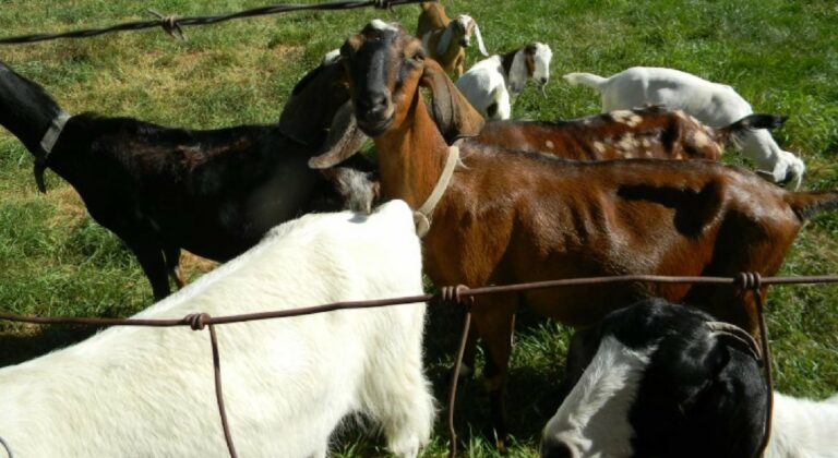 Οσμή σκανδάλου βλέπει η ΠΟΓΕΔΥ στη ρύθμιση για τους ηλεκτρονικούς βώλους