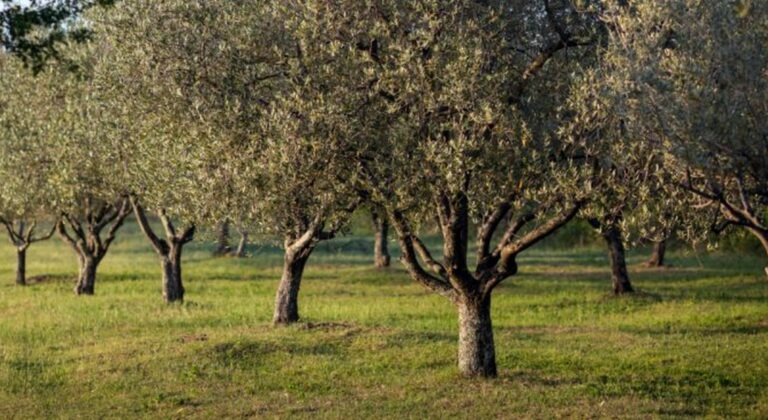 Χαμόγελα για την ανθοφορία, όχι όμως και για τις τιμές