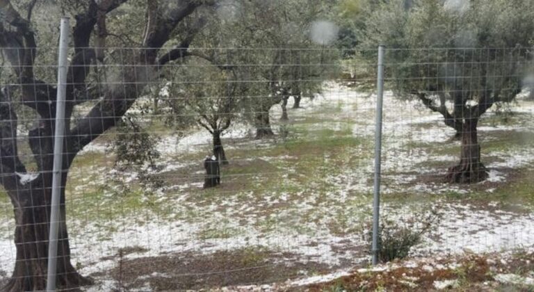 Ζημιές από χαλάζι σε καλλιέργειες στο Βαρθολομιό - Καταστράφηκαν προϊόντα που ήταν έτοιμα για συγκομιδή