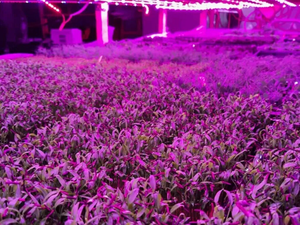 Microgreens: Από ένα υπόγειο στον Βύρωνα στα κορυφαία εστιατόρια – Τα φυτά αναπτύσσονται με ειδικό φωτισμό και ελεγχόμενες συνθήκες