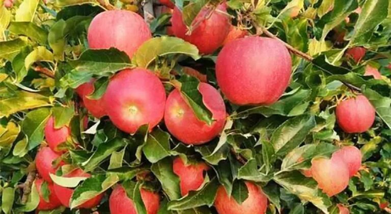 Πρόωρη η συγκομιδή για τα εσπεριδοειδή - Αυξάνονται οι εισαγωγές μήλου και τομάτας